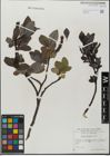 Foto von Salix glabra Scop.